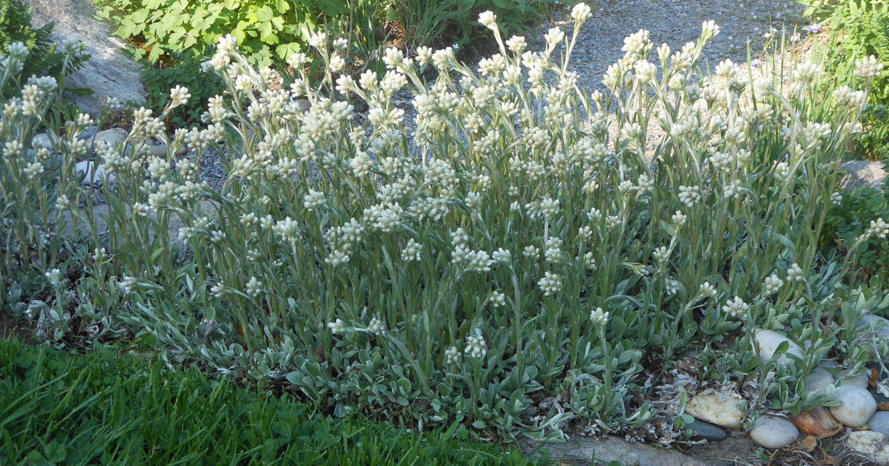 antennaire à feuilles de plantain