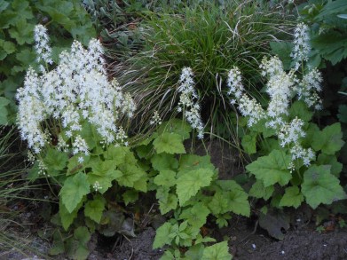 Tiarella cordifolia