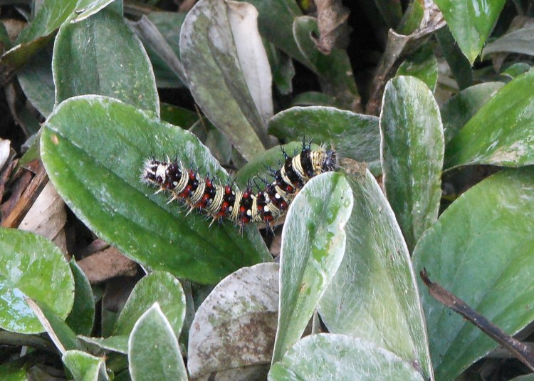 caterpillar