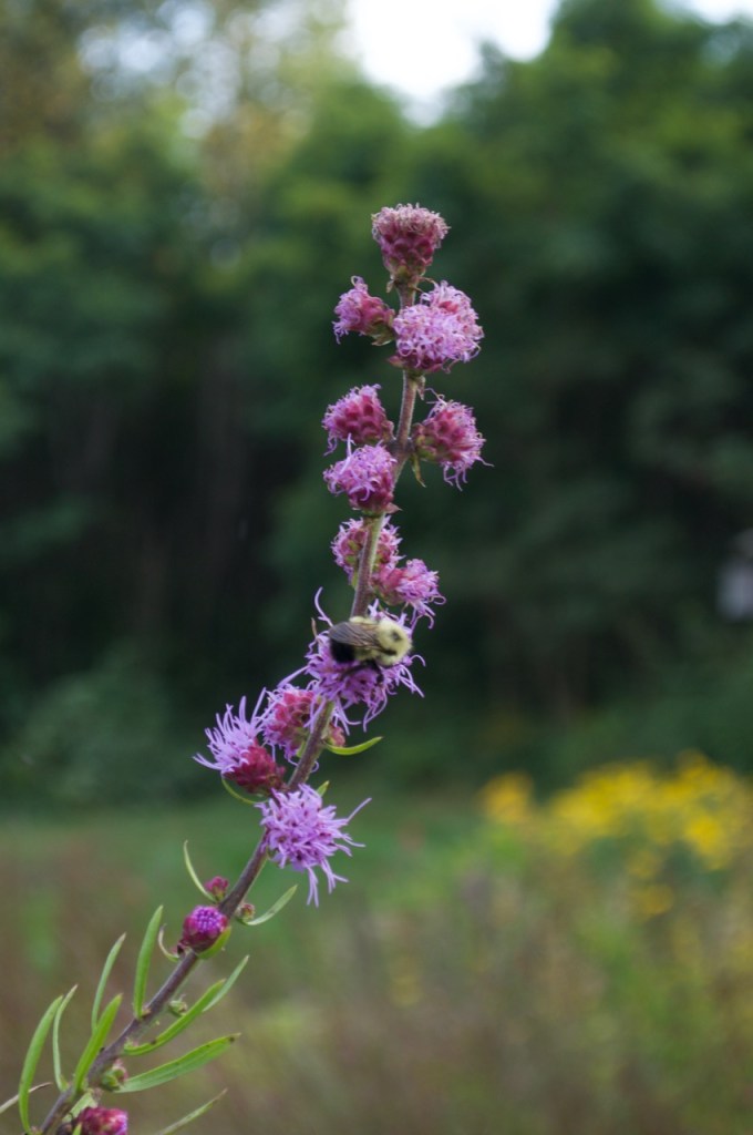 liatris rugueux