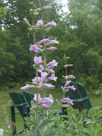Penstemon grandiflorus
