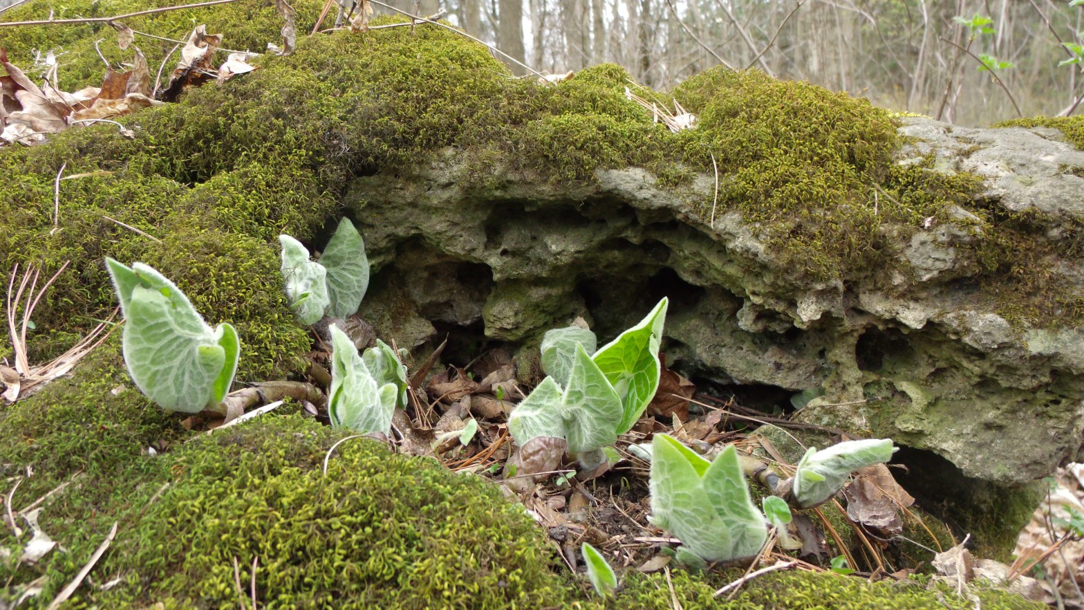 asaret du Canada, snicroûte