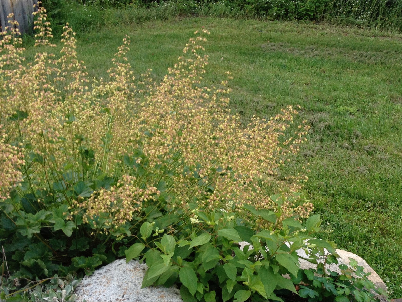 heuchère d'Amérique