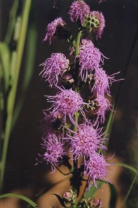 Liatris aspera