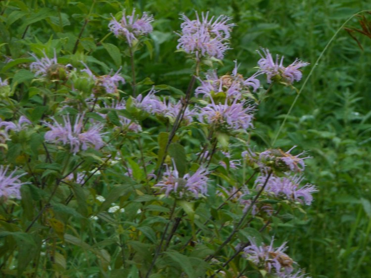 Monarda2
