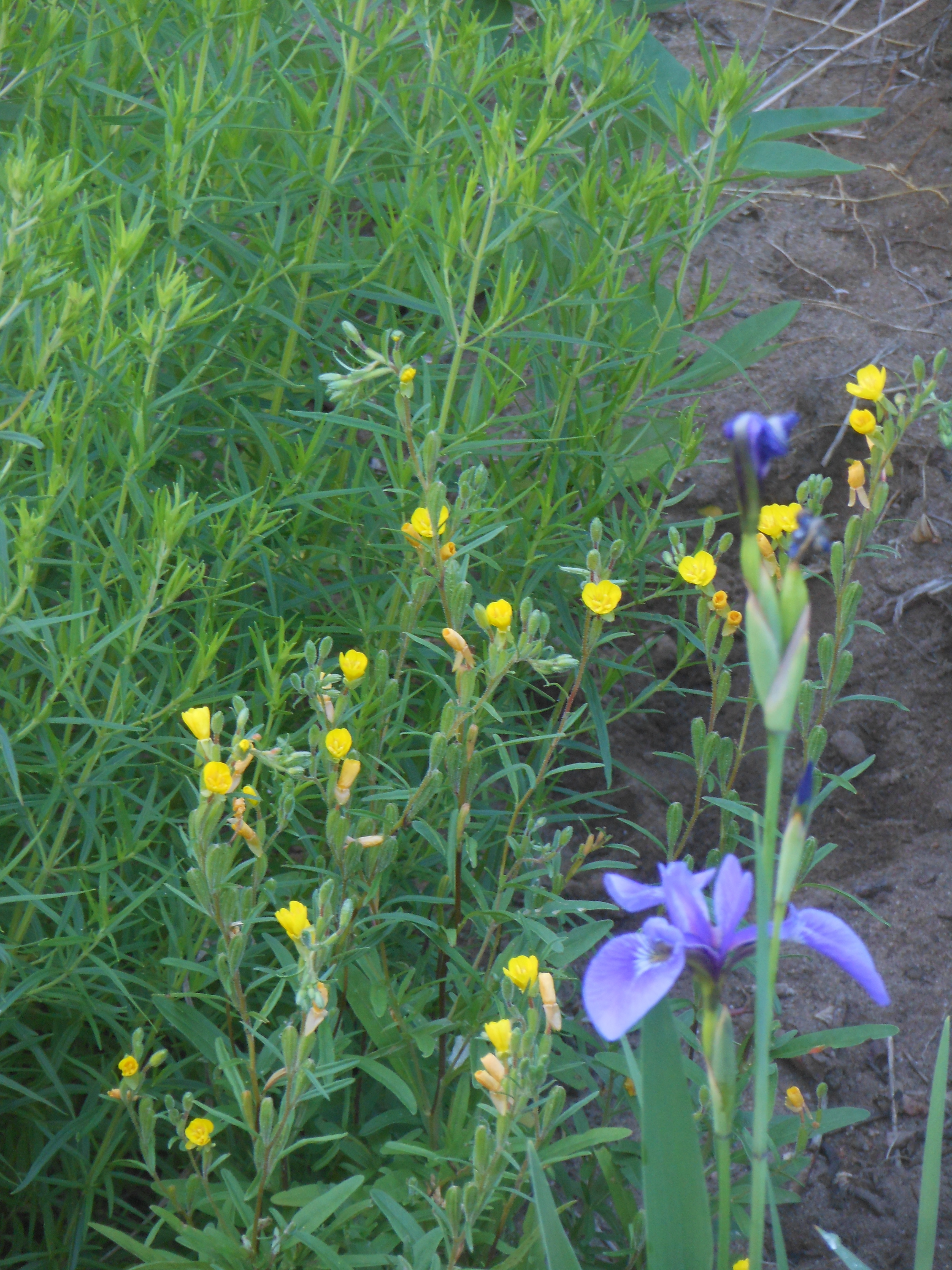 Bottom Sundrop Small-flowered Sundrop – Beaux Arbres Plantes Indigènes / Native Plants