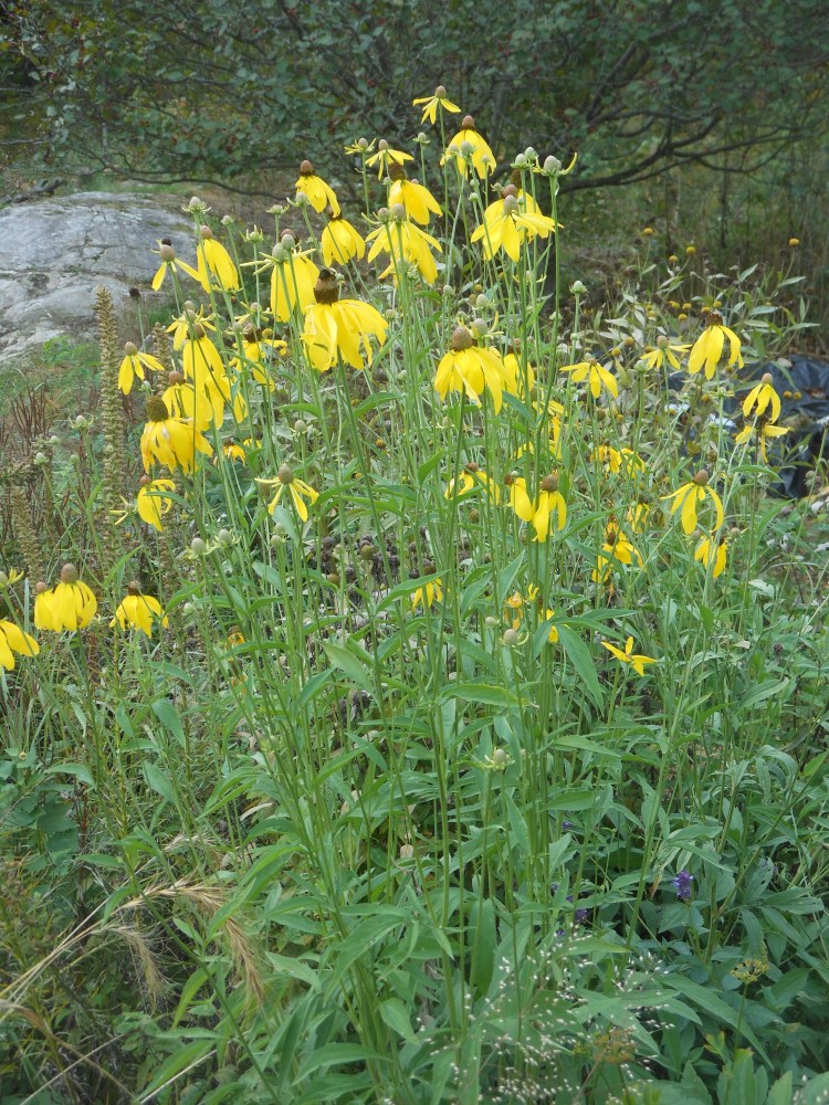 ratibida à feuilles pennées