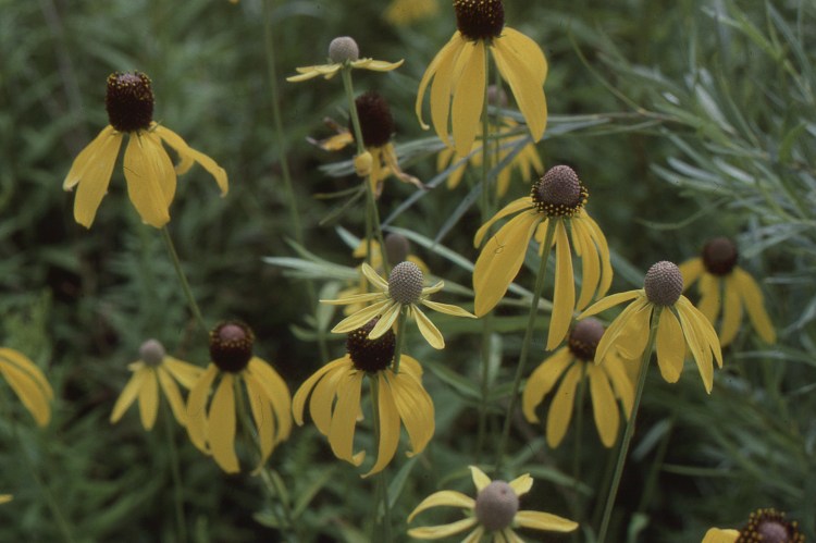 ratibida à feuilles pennées
