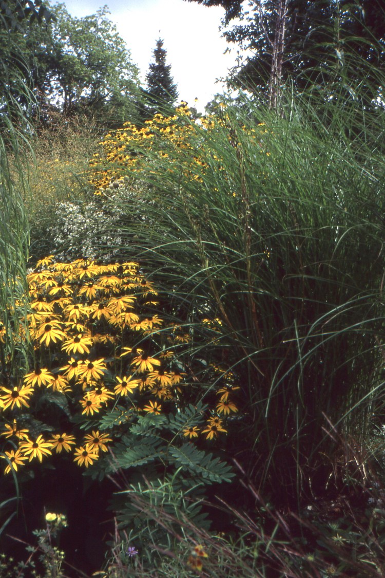Rudbeckia ful