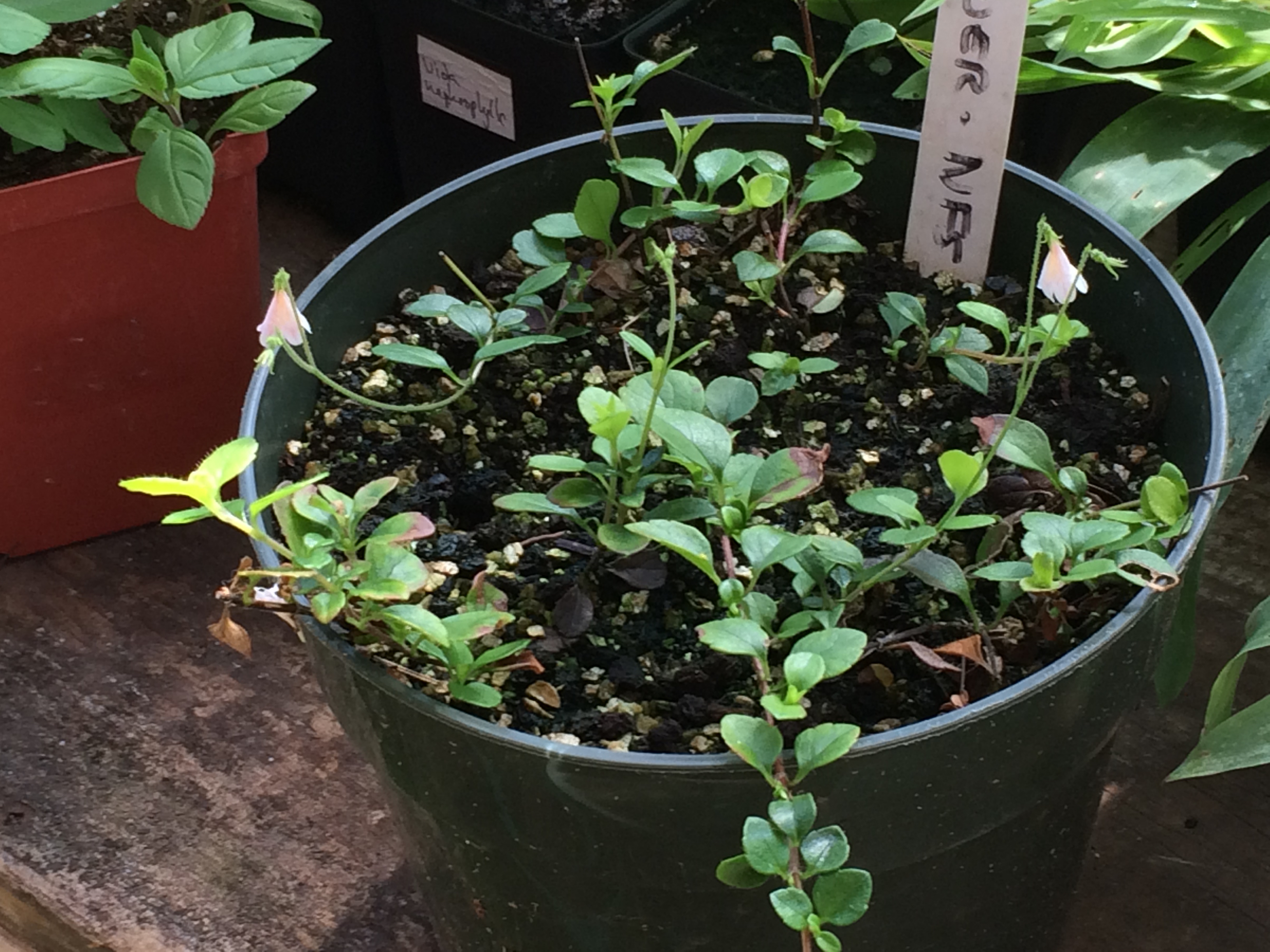 Twinflower in pot.jpg