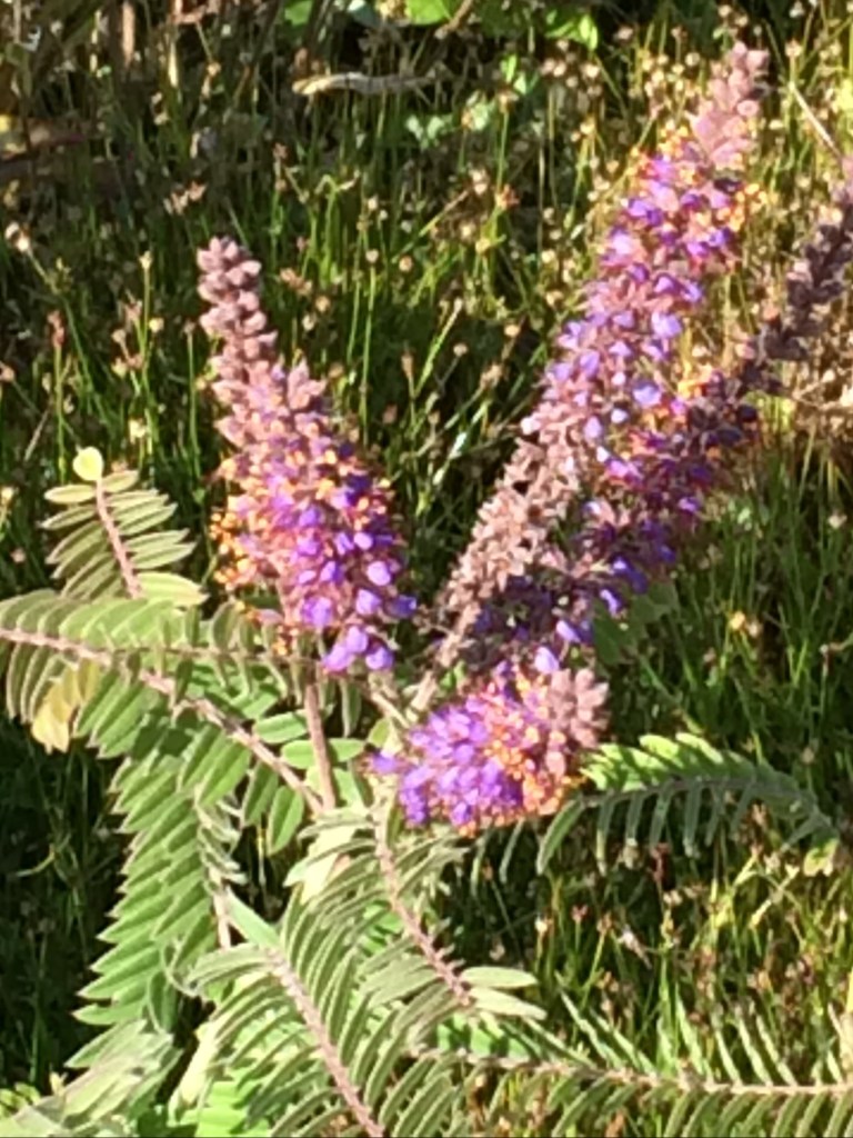 faux-indigo blanchissant