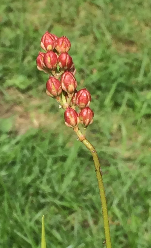 tofieldie glutineuse