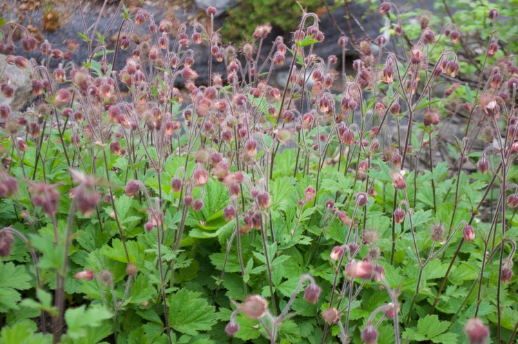 benoîte des ruisseaux