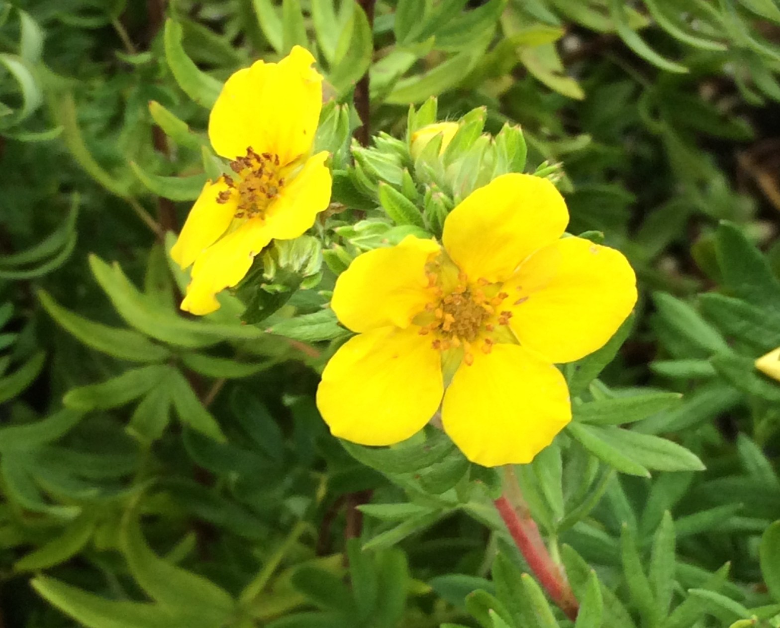 potentille frutescente
