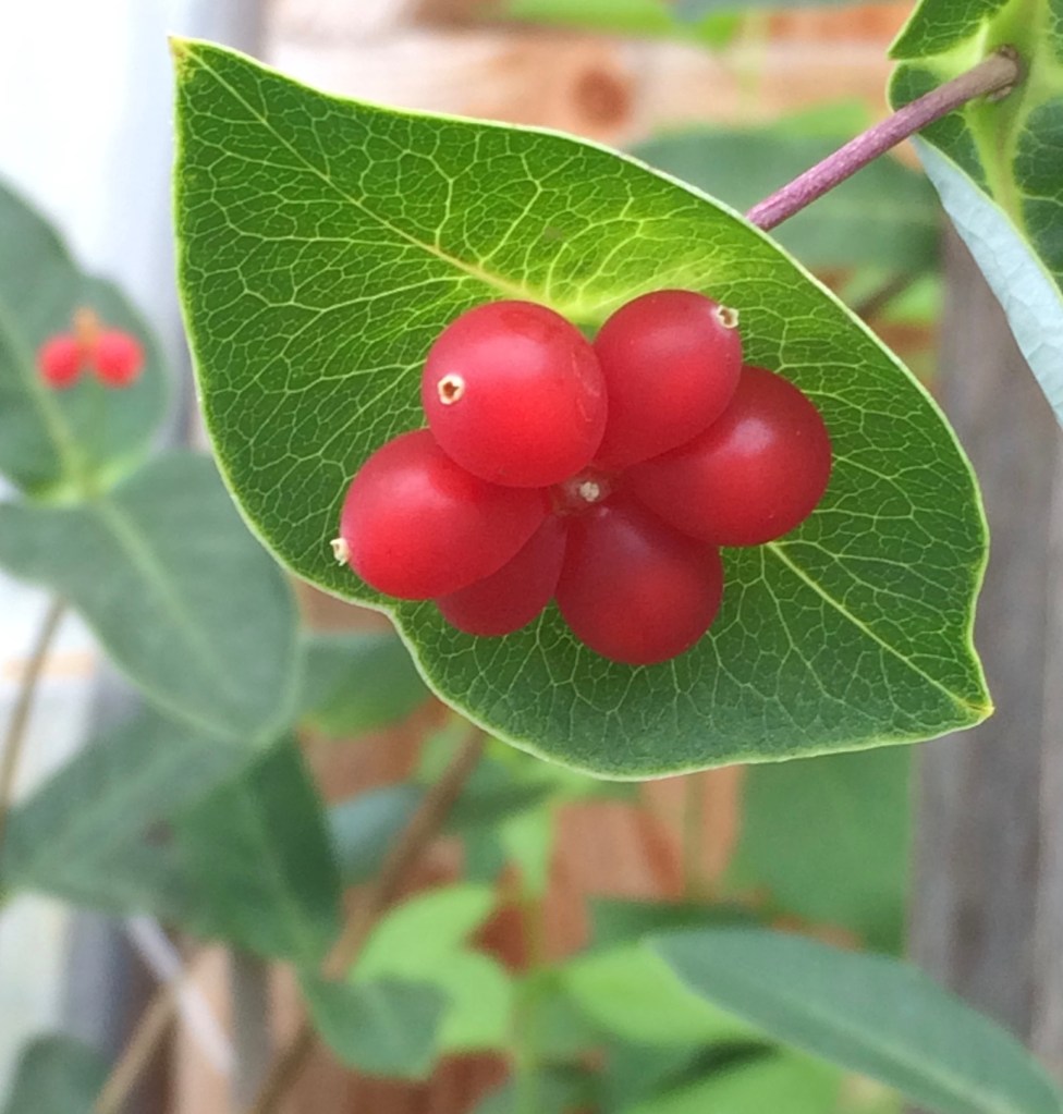 chèvrefeuille dioïque