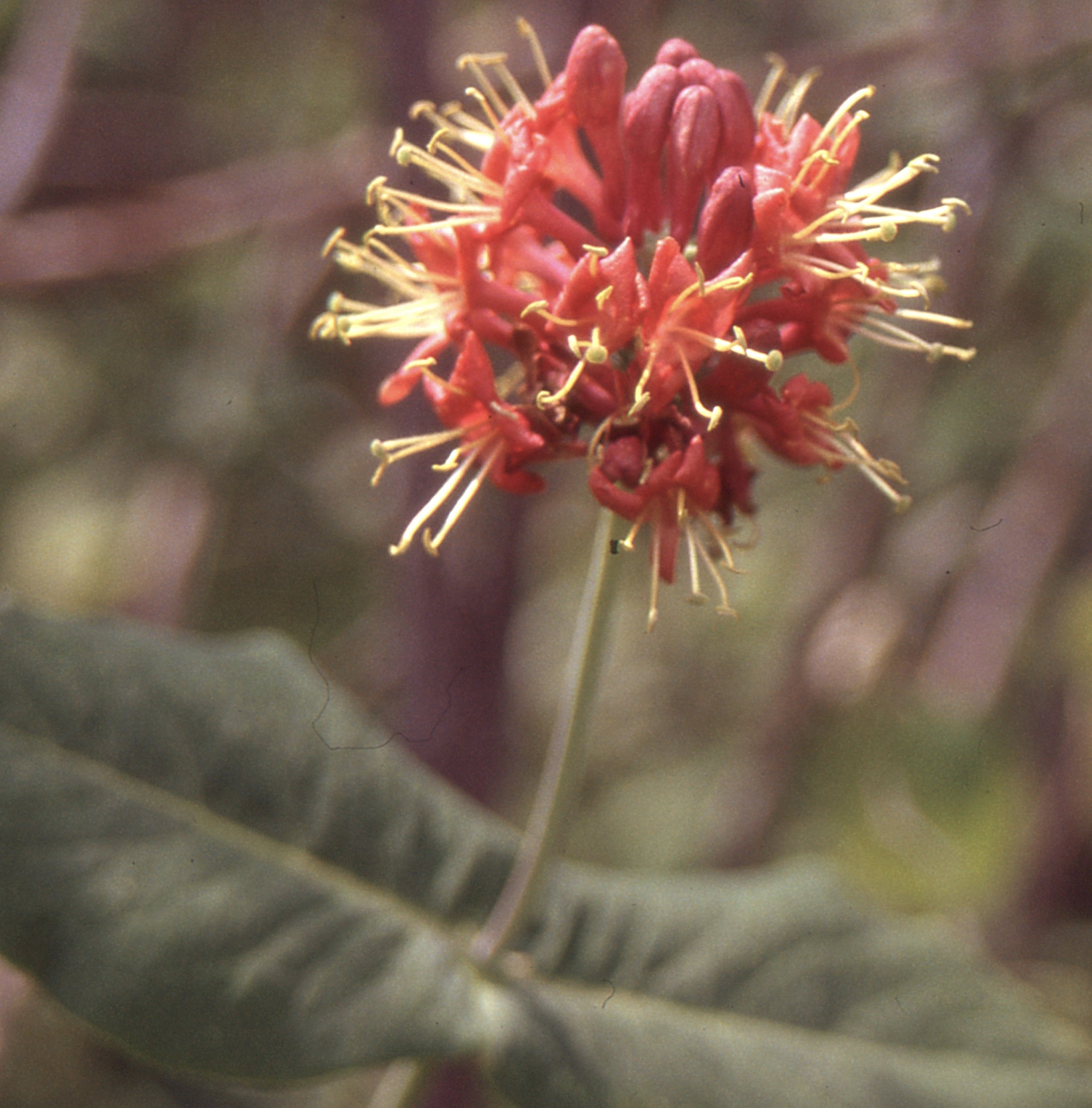 chèvrefeuille dioïque