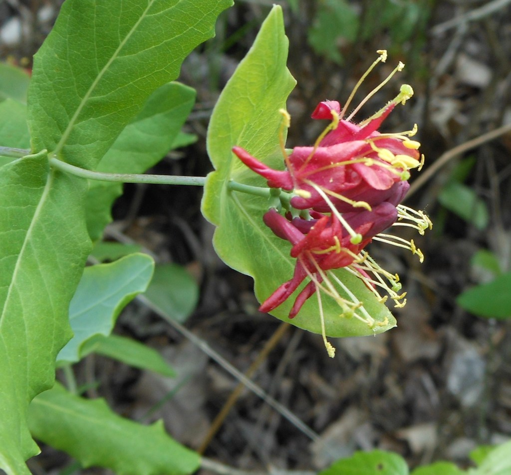 chèvrefeuille dioïque