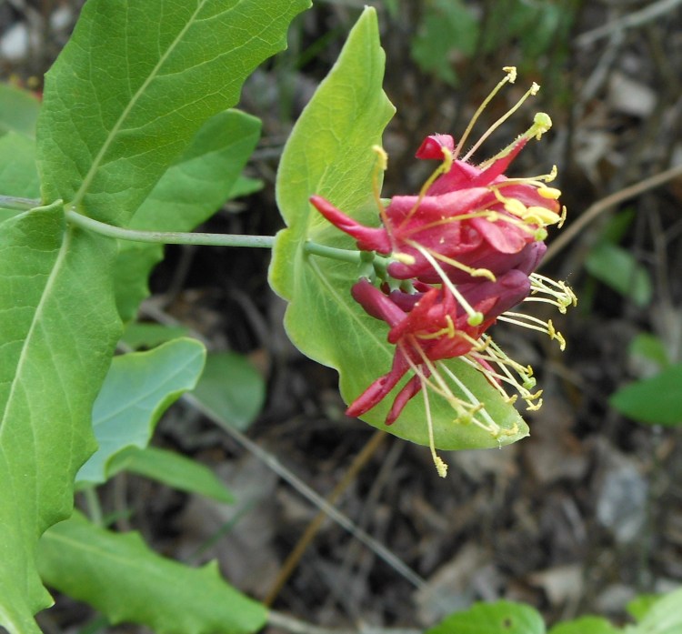 chèvrefeuille dioïque