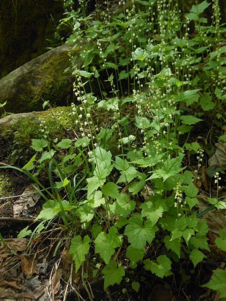 mitrelle à deux feuilles