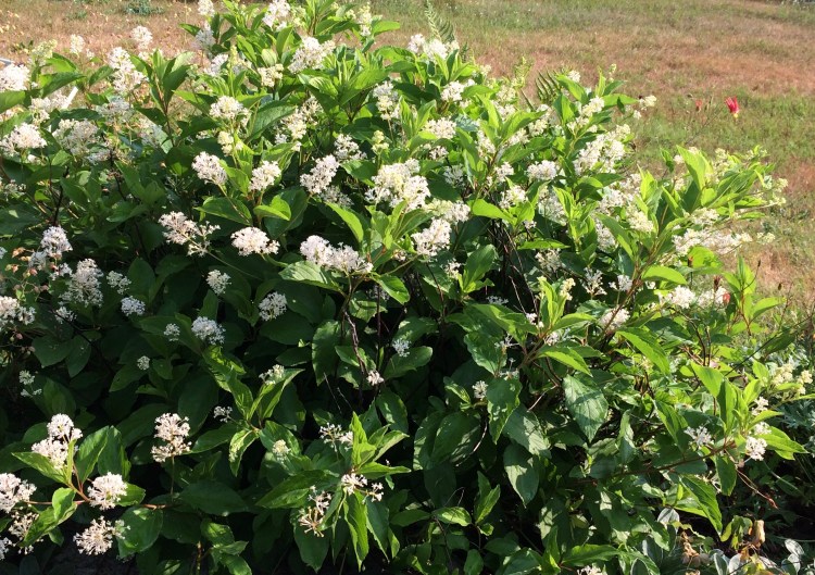 céanothe d'Amérique