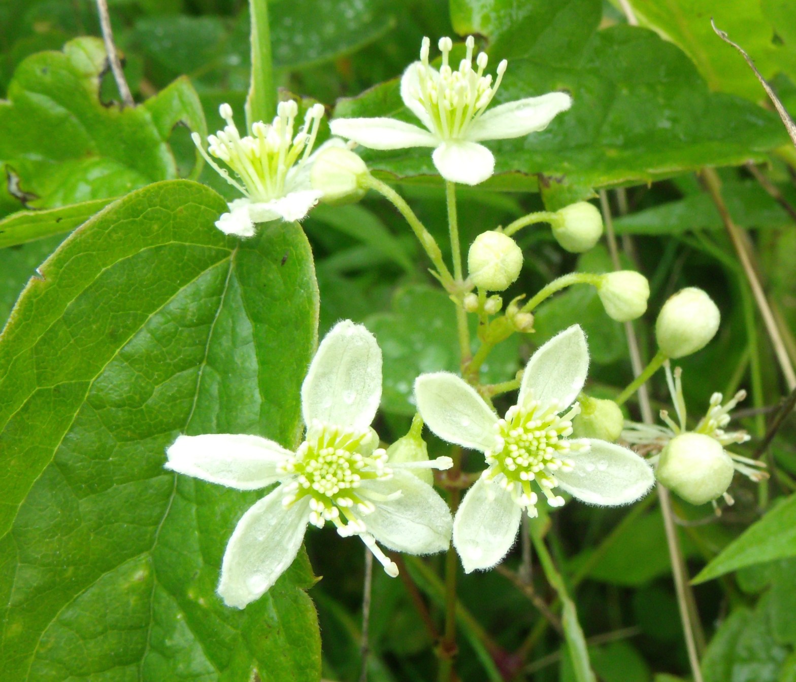 clématite de Virginie, herbe aux gueux