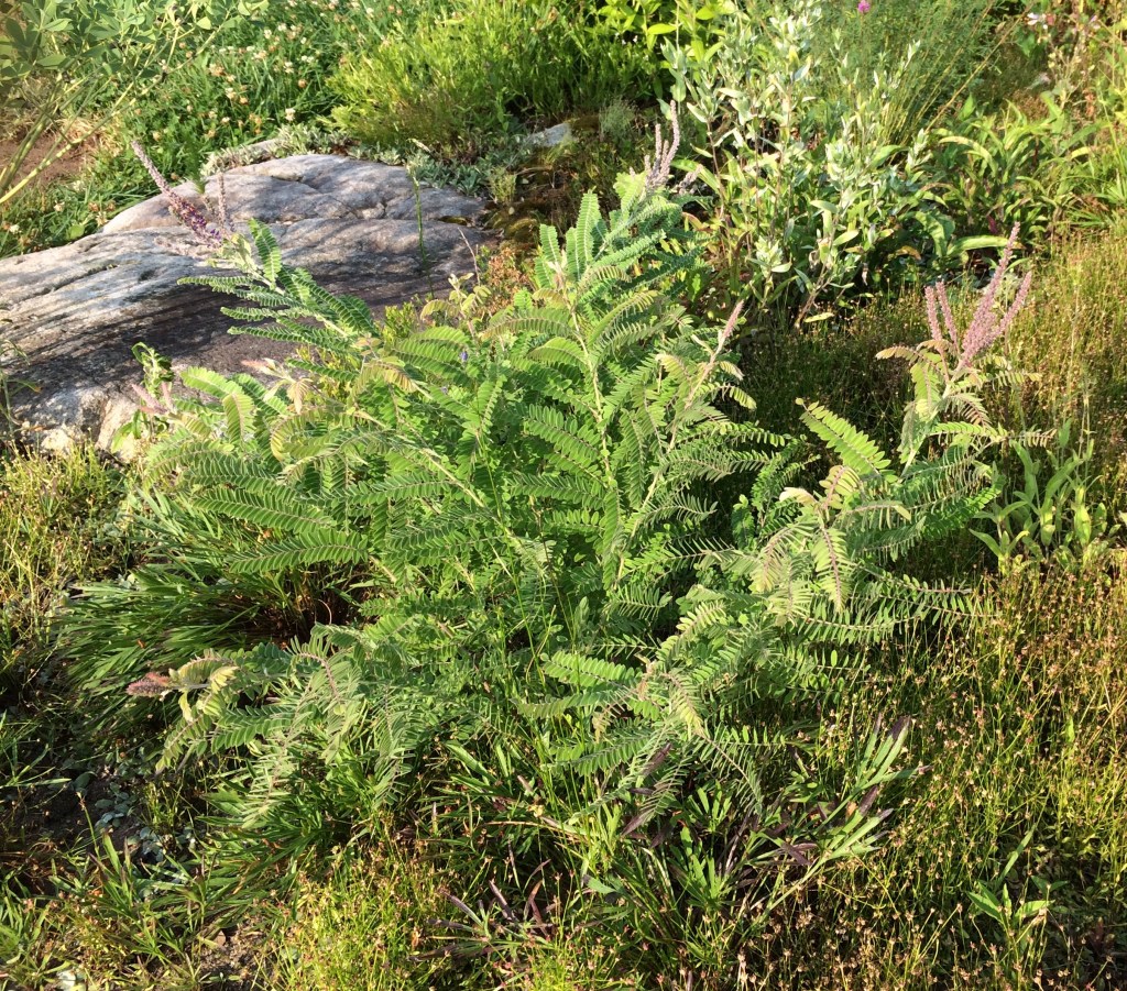faux-indigo blanchissant, buisson à plomb