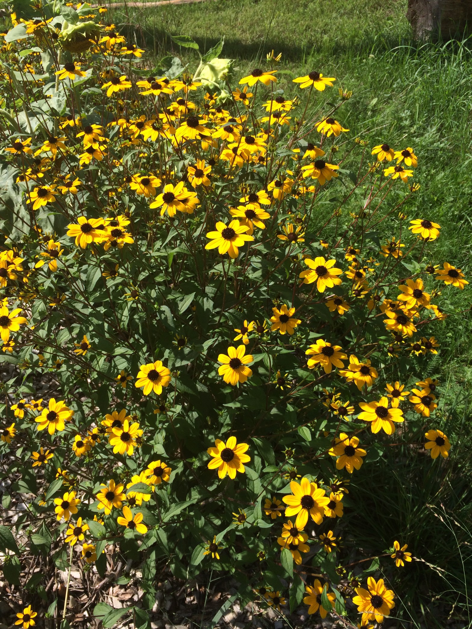 rudbeckie trilobée