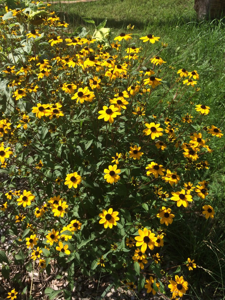 rudbeckie trilobée